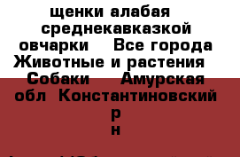 щенки алабая ( среднекавказкой овчарки) - Все города Животные и растения » Собаки   . Амурская обл.,Константиновский р-н